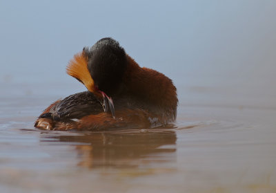 Svarthakedopping [Horned grebe] (IMG_6065)