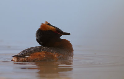 Svarthakedopping [Horned grebe] (IMG_6066)