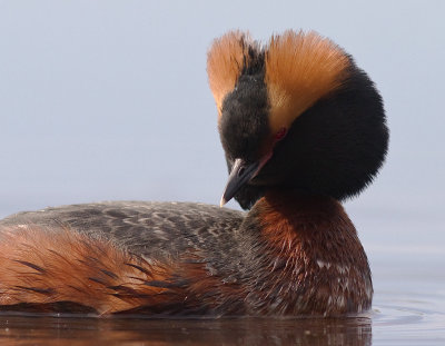 Svarthakedopping [Horned grebe] (IMG_6111)