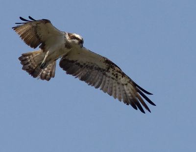 Fiskgjuse [Osprey] (IMG_6212)