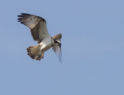 Fiskgjuse [Osprey] (IMG_6213)