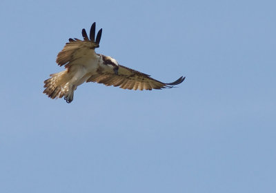 Fiskgjuse [Osprey] (IMG_6216)