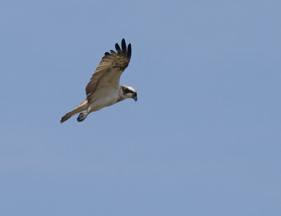 Fiskgjuse [Osprey] (IMG_6219)