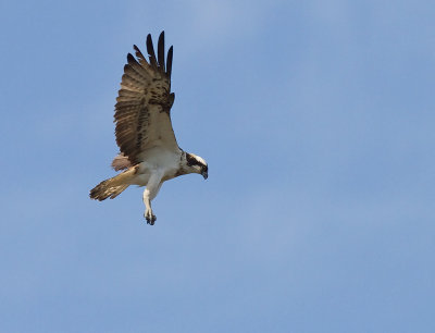 Fiskgjuse [Osprey] (IMG_6220)