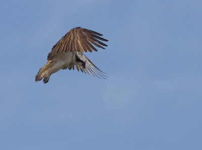 Fiskgjuse [Osprey] (IMG_6221)
