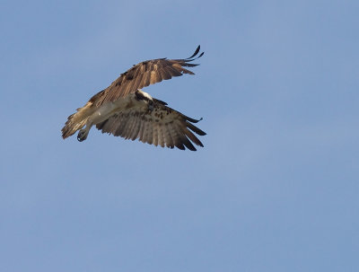Fiskgjuse [Osprey] (IMG_6223)