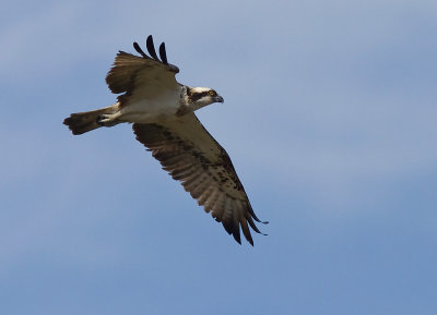 Fiskgjuse [Osprey] (IMG_6230)