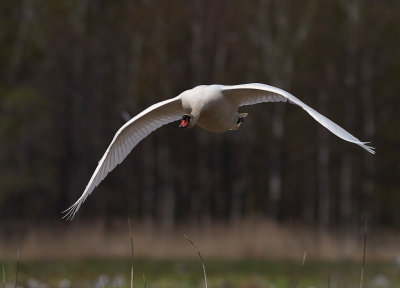 Knlsvan [Mute Swan] (IMG_6021)
