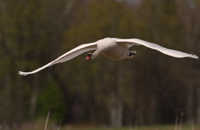 Knlsvan [Mute Swan] (IMG_6022)