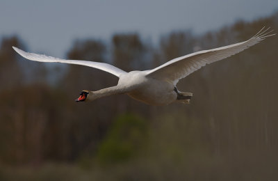 Knlsvan [Mute Swan] (IMG_6024)