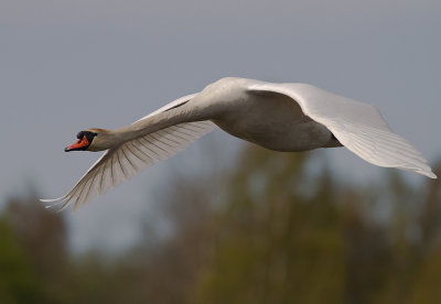 Knlsvan [Mute Swan] (IMG_6027)