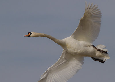 Knlsvan [Mute Swan] (IMG_6356)