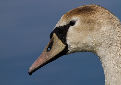 Knlsvan [Mute Swan] (IMG_6404)