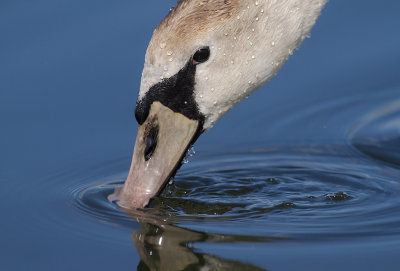 Knlsvan [Mute Swan] (IMG_6414)