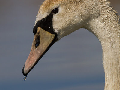 Knlsvan [Mute Swan] (IMG_6421)