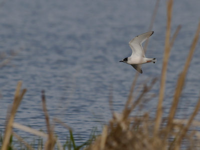 Dvrgms [Little Gull] (IMG_6339)