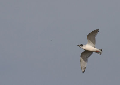 Dvrgms [Little Gull] (IMG_6348)