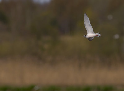 Dvrgms [Little Gull] (IMG_6381)