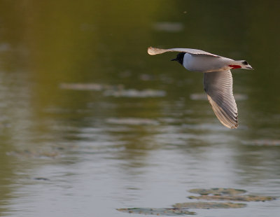 Dvrgms [Little Gull] (IMG_9442)