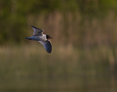 Dvrgms [Little Gull] (IMG_9454)