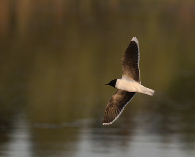 Dvrgms [Little Gull] (IMG_9460)