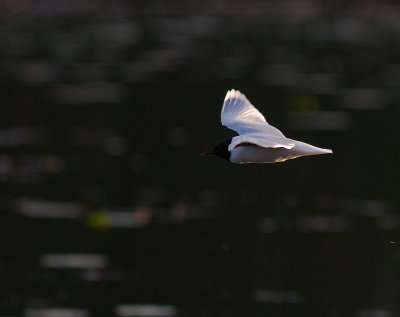 Dvrgms [Little Gull] (IMG_9465)