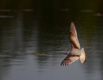 Dvrgms [Little Gull] (IMG_9488)