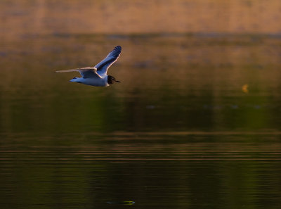 Dvrgms [Little Gull] (IMG_9544)