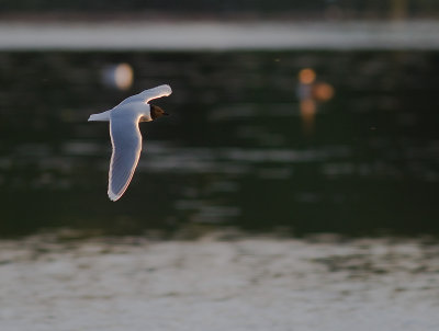 Dvrgms [Little Gull] (IMG_9594)