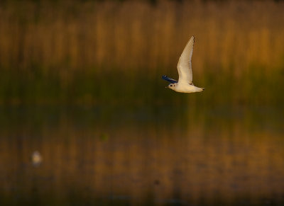 Dvrgms [Little Gull] (IMG_9617)