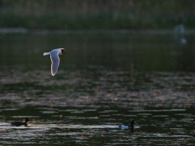 Dvrgms [Little Gull] (IMG_9659)