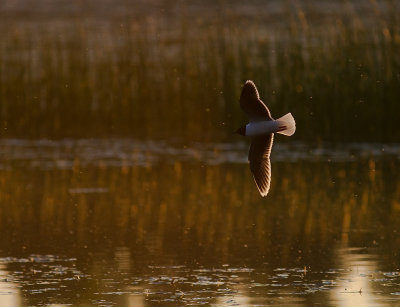 Dvrgms [Little Gull] (IMG_9680)