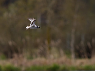 Dvrgms [Little Gull] (IMG_6330)