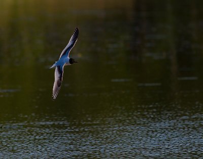 Dvrgms [Little Gull] (IMG_9426)