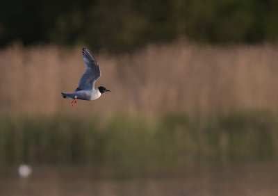 Dvrgms [Little Gull] (IMG_9455)