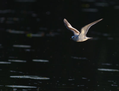 Dvrgms [Little Gull] (IMG_9503)