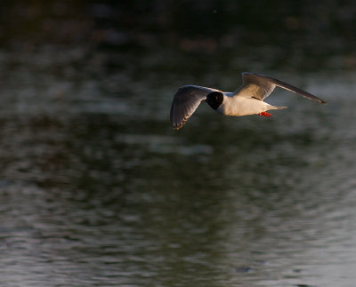 Dvrgms [Little Gull] (IMG_9520)