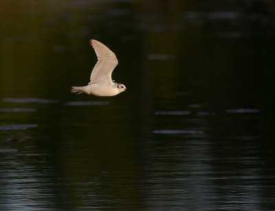 Dvrgms [Little Gull] (IMG_9570)