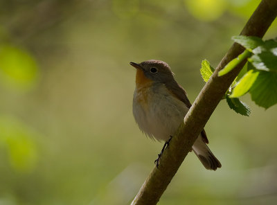 Mindre flugsnappare [Red-breasted Flycatcher] (IMG_8198)