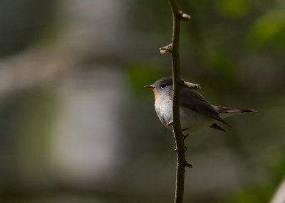 Mindre flugsnappare [Red-breasted Flycatcher] (IMG_8247)