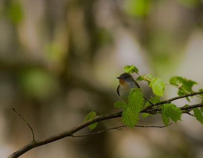 Mindre flugsnappare [Red-breasted Flycatcher] (IMG_8278)