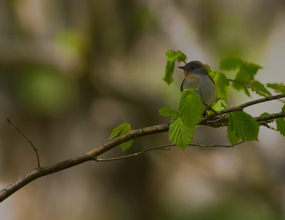 Mindre flugsnappare [Red-breasted Flycatcher] (IMG_8285)