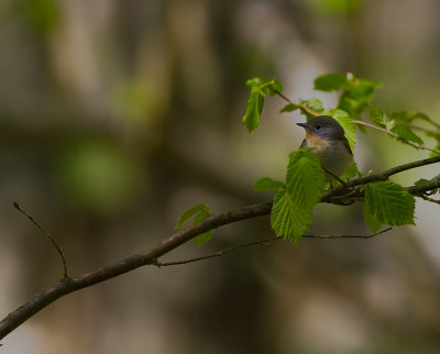 Mindre flugsnappare [Red-breasted Flycatcher] (IMG_8287)