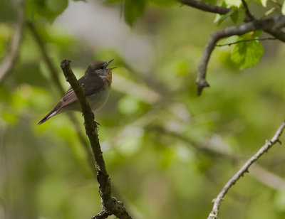 Mindre flugsnappare [Red-breasted Flycatcher] (IMG_8325)