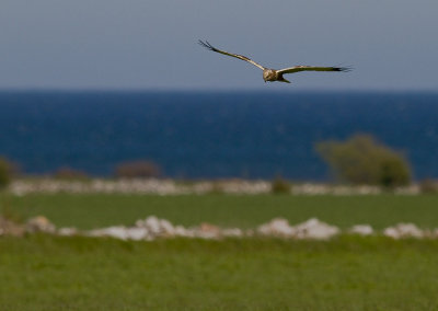 Brun krrhk [Western Marsh Harrier] (IMG_8355)