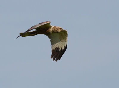 Brun krrhk [Western Marsh Harrier] (IMG_8378)