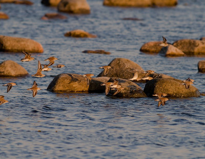 Krrsnppa  [Dunlin] (IMG_7532)