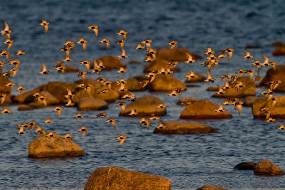 Krrsnppa  [Dunlin] (IMG_7601)