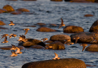 Krrsnppa  [Dunlin] (IMG_7616)