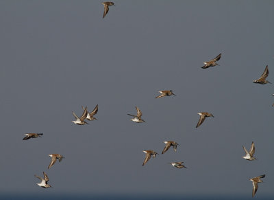 Krrsnppa  [Dunlin] (IMG_8848)